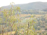 Chianti-2 2016 - 293.jpg
